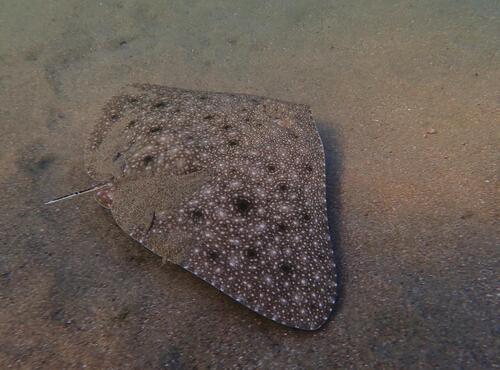 Longsnout butterfly ray (Gymnura crebripunctata) — Gymnuridae