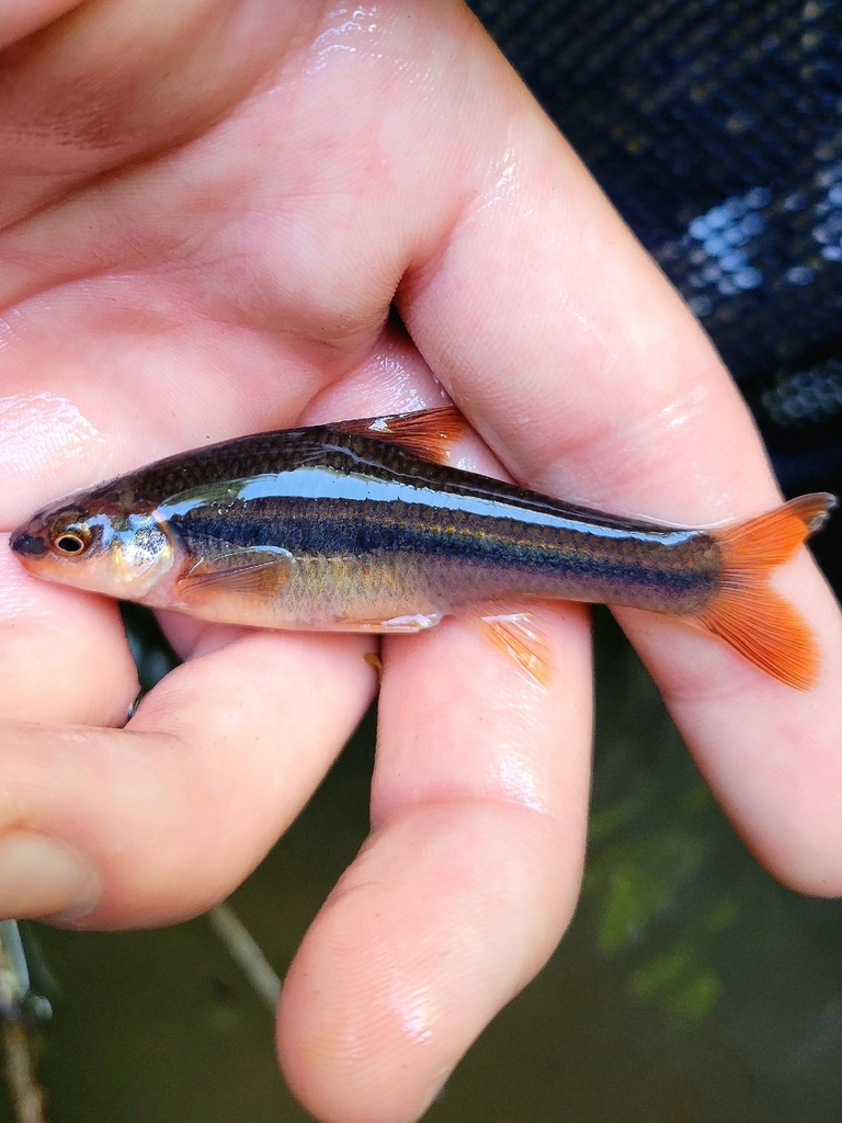 Highback chub (Hybopsis hypsinotus) — Cyprinidae