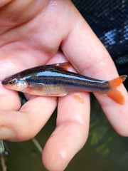 Highback Chub photo 1