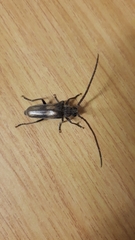 Crinarnoldius maculatus