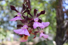 Encyclia cordigera