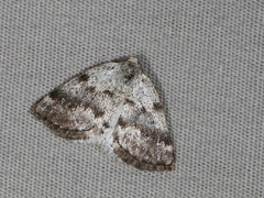 Lomographa semiclarata