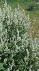 Salvia dominica