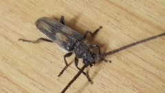 Crinarnoldius maculatus