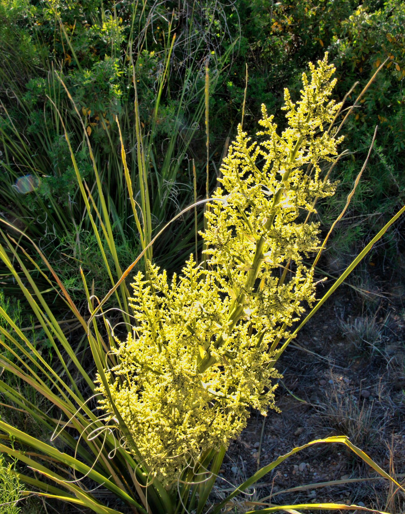 Nolina erumpens