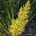 Foothill Beargrass - Photo (c) Richard Reynolds, some rights reserved (CC BY-NC), uploaded by Richard Reynolds