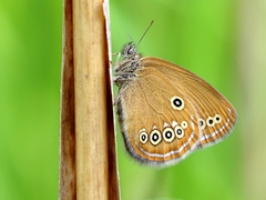 Coenonympha oedippus