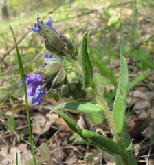Pulmonaria angustifolia