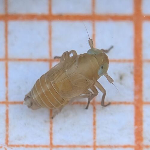 Xanthodelphax straminea