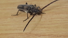 Crinarnoldius maculatus