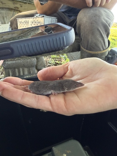 Southern Short-tailed Shrew observed by remileigh