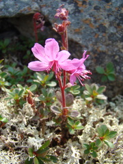 Rhododendron redowskianum