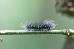 Apistosia judas