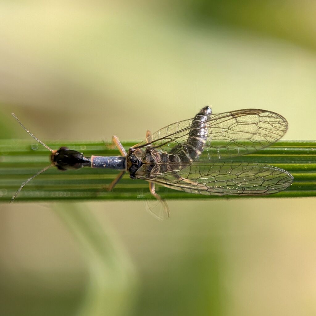 scarce snakefly