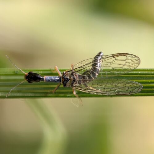 scarce snakefly