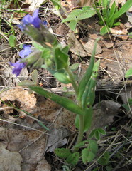 Pulmonaria angustifolia
