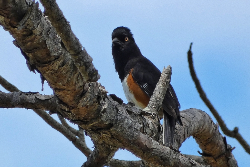 Eastern Towhee (White-eyed)