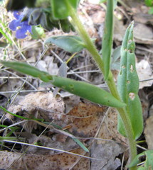 Pulmonaria angustifolia