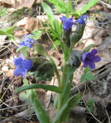 Pulmonaria angustifolia