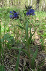 Pulmonaria angustifolia
