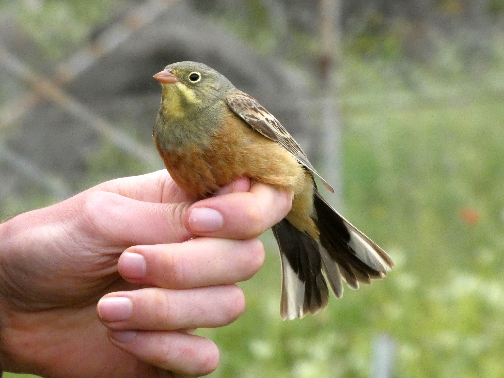 Ortolan Bunting (Emberiza hortulana), photo 6