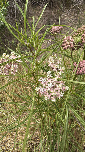 iNaturalist observation photo of narrowleaf milkweed