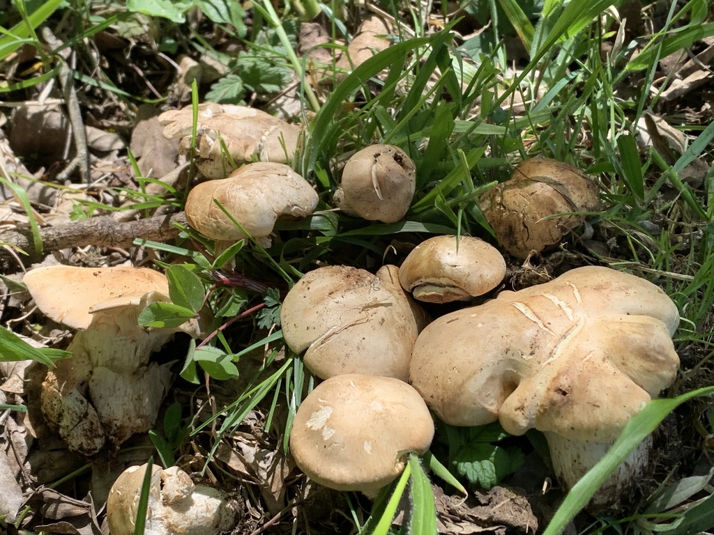 Calocybe gambosa · May 2026 · photo: © manuela9012 (iNaturalist, cc-by)