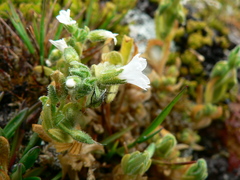 Cerastium trianae