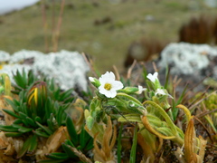Cerastium trianae