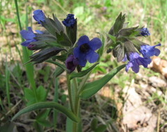 Pulmonaria angustifolia