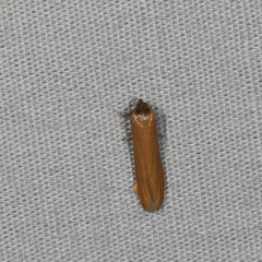 Holcocera immaculella