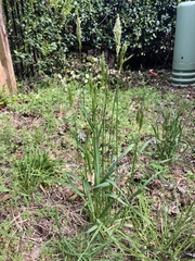 Phalaris caroliniana