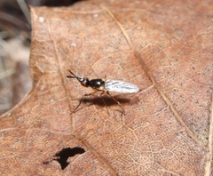 Prochyliza xanthostoma