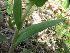Pulmonaria angustifolia