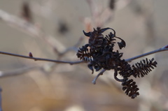Taphrina robinsoniana