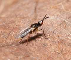 Prochyliza xanthostoma