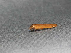 Holcocera immaculella