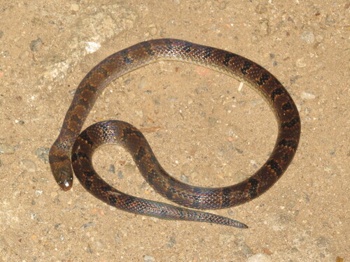 Atractus zebrinus