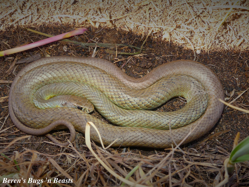 Eastern Racer Friendly Eastern Yellow-bellied Racer in May 2026 by Beren Erkan (herper ...