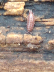 Synocheta