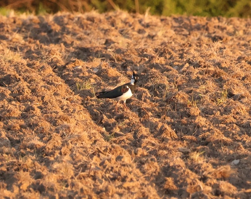 Northern Lapwing