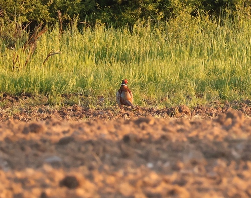 Ring-necked Pheasant