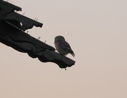 Little Owl