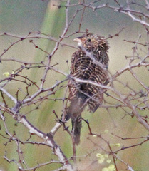 Black Coucal photo 2
