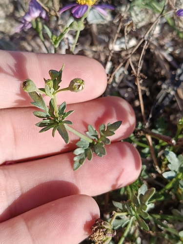 Coreocarpus parthenioides, photograph 5
