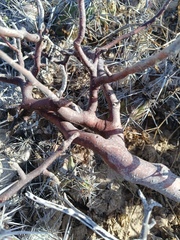 Bursera hindsiana, photograph (c) MarvalPhotography19, some rights reserved (CC BY)