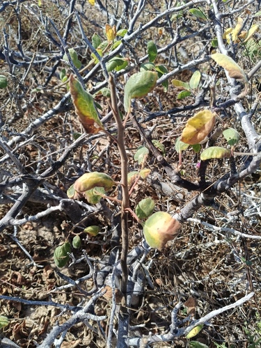 Bursera hindsiana, 2026-04-27