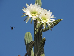 Xylocopa augusti