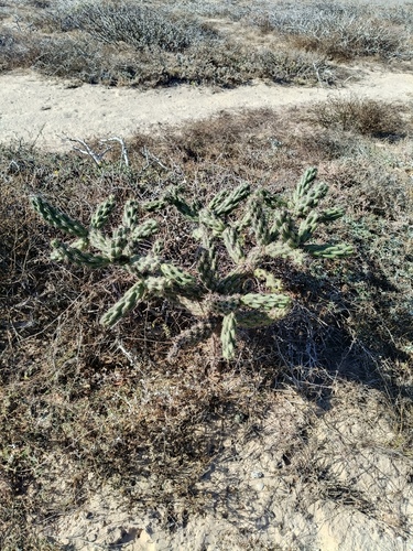 Cylindropuntia cholla (Cylindropuntia cholla)