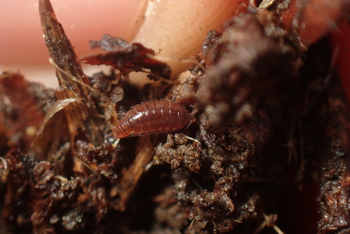 Oritoniscus remyi